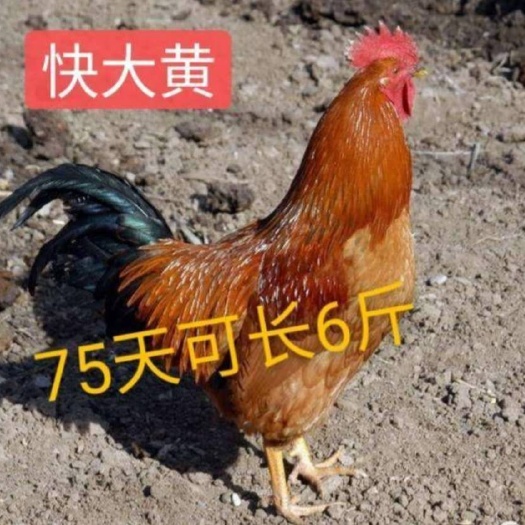 南宁 快大黄鸡苗，成长速度快，毛色桔黄麻