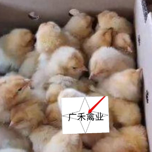 南宁 快大黄鸡苗，成长速度快，毛色桔黄麻