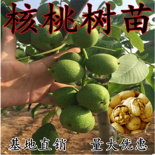 平邑县8518核桃苗 您给我一份信任，还您一份真诚，诚信经营。感谢