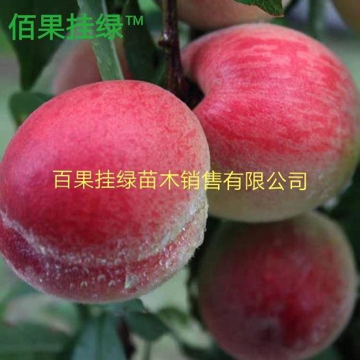 灵山县水蜜桃苗  桃树苗 红叶寿桃苗 鹰嘴桃果树苗 水蜜桃果树苗 南北方种植