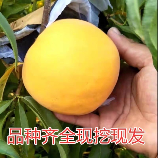 平邑县 嫁接桃树苗，当年结果，包品种，包成活，自家基地直供