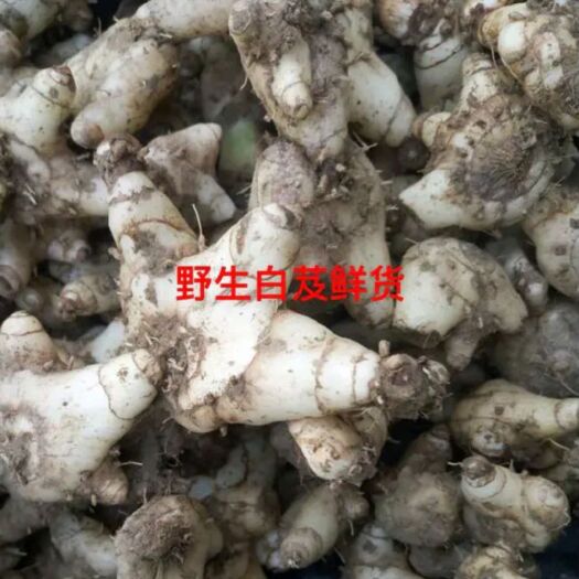 江华县白及 紫花三叉白芨。