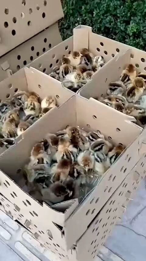 广安 黑瑶鸡苗
