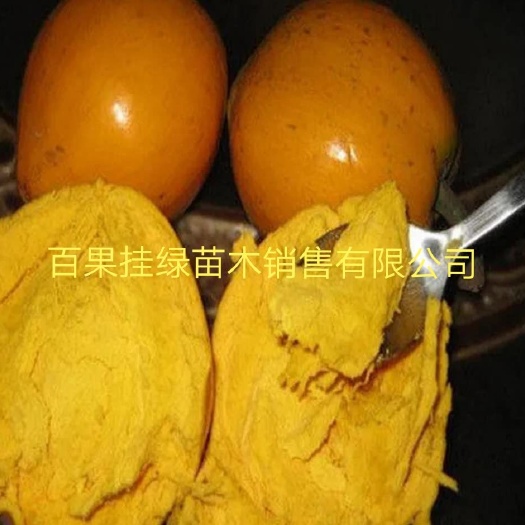 灵山县正宗蛋黄果苗 狮子果 鸡蛋果 可盆栽地栽庭院种植