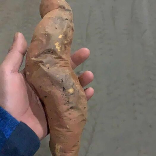 烟台冰淇淋红薯 冰薯。
