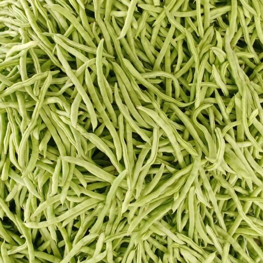 合浦县白花四季豆 25厘米