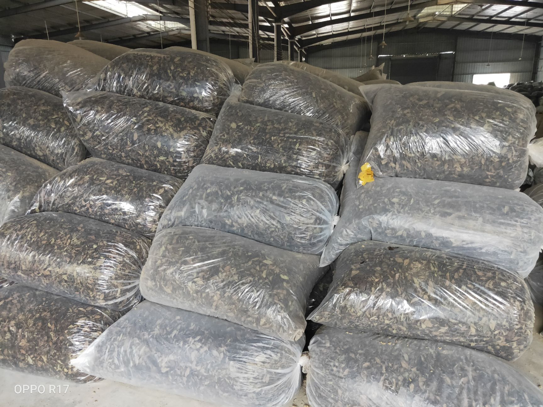 贡眉  19年寒露自茶