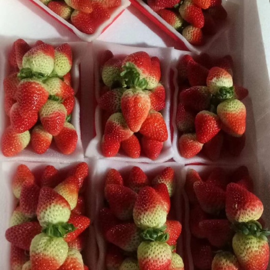 会泽县红颜草莓 所有包装都可以