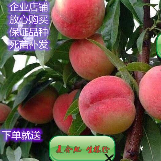 平邑县嫁接桃树苗 桃苗，嫁接桃苗，果树苗