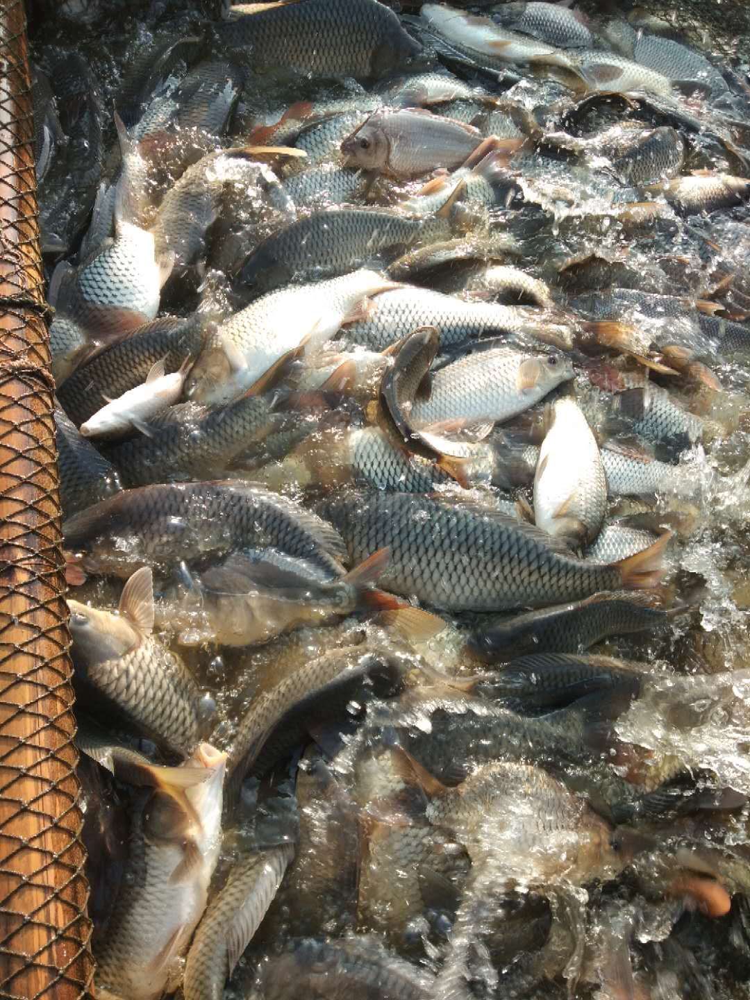 清波鱼鱼苗 青波 翘壳