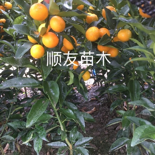 台州普通金桔苗  挂果金桔