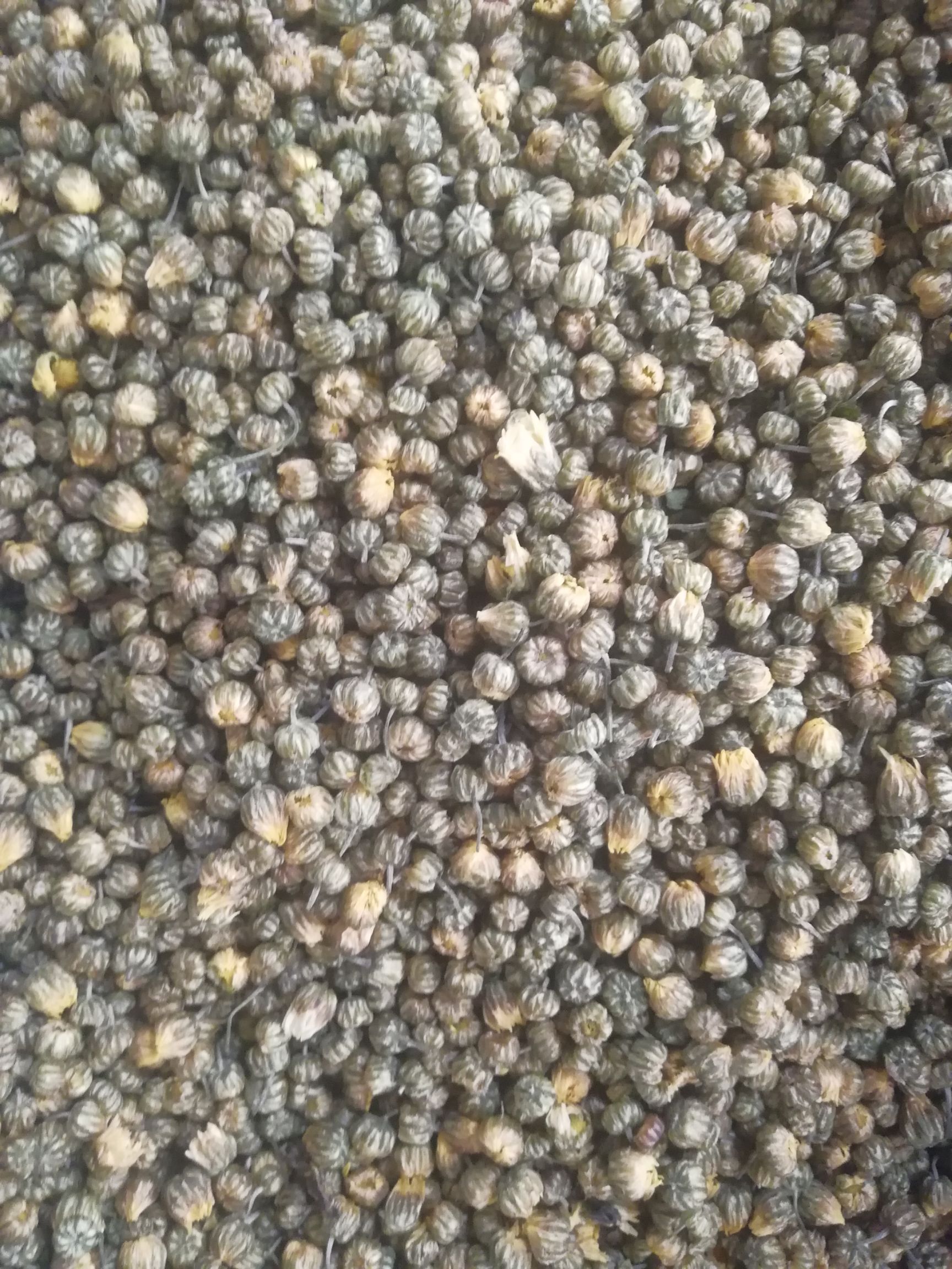 胎菊价格便宜，40元到45元一斤