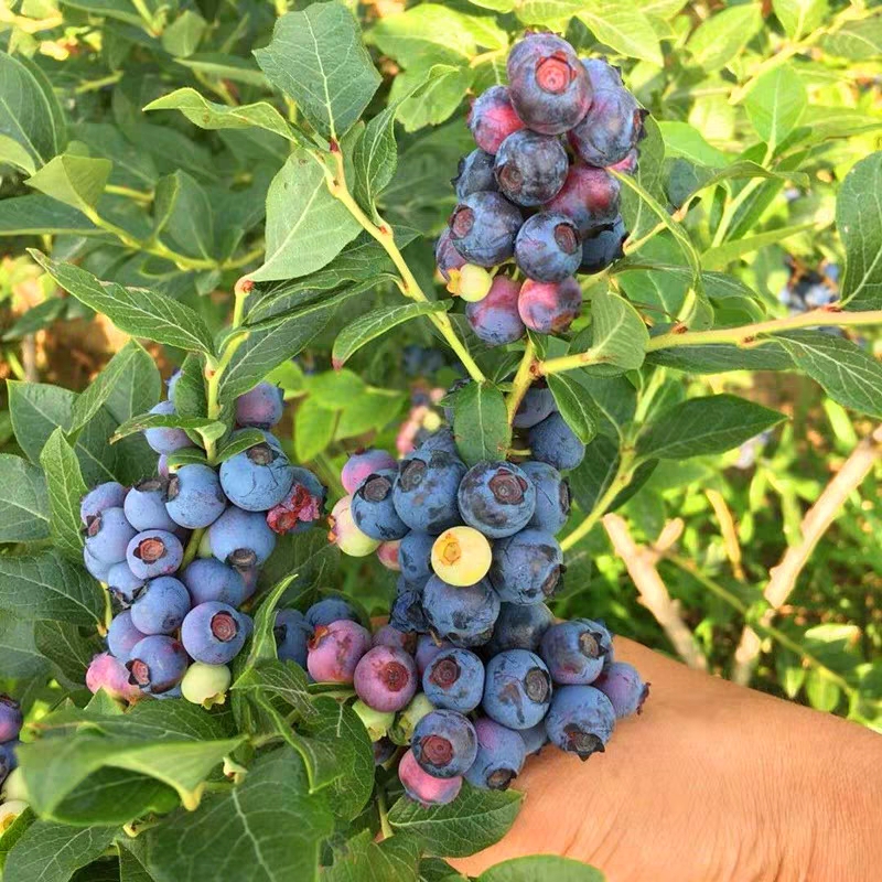 薄雾蓝莓苗 薄雾/奥尼尔/兔眼蓝莓树苗品种正宗量大从优可实地考察