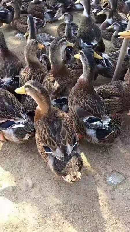  广西南宁大种郊区麻鸭苗 青头鸭苗直销批发
