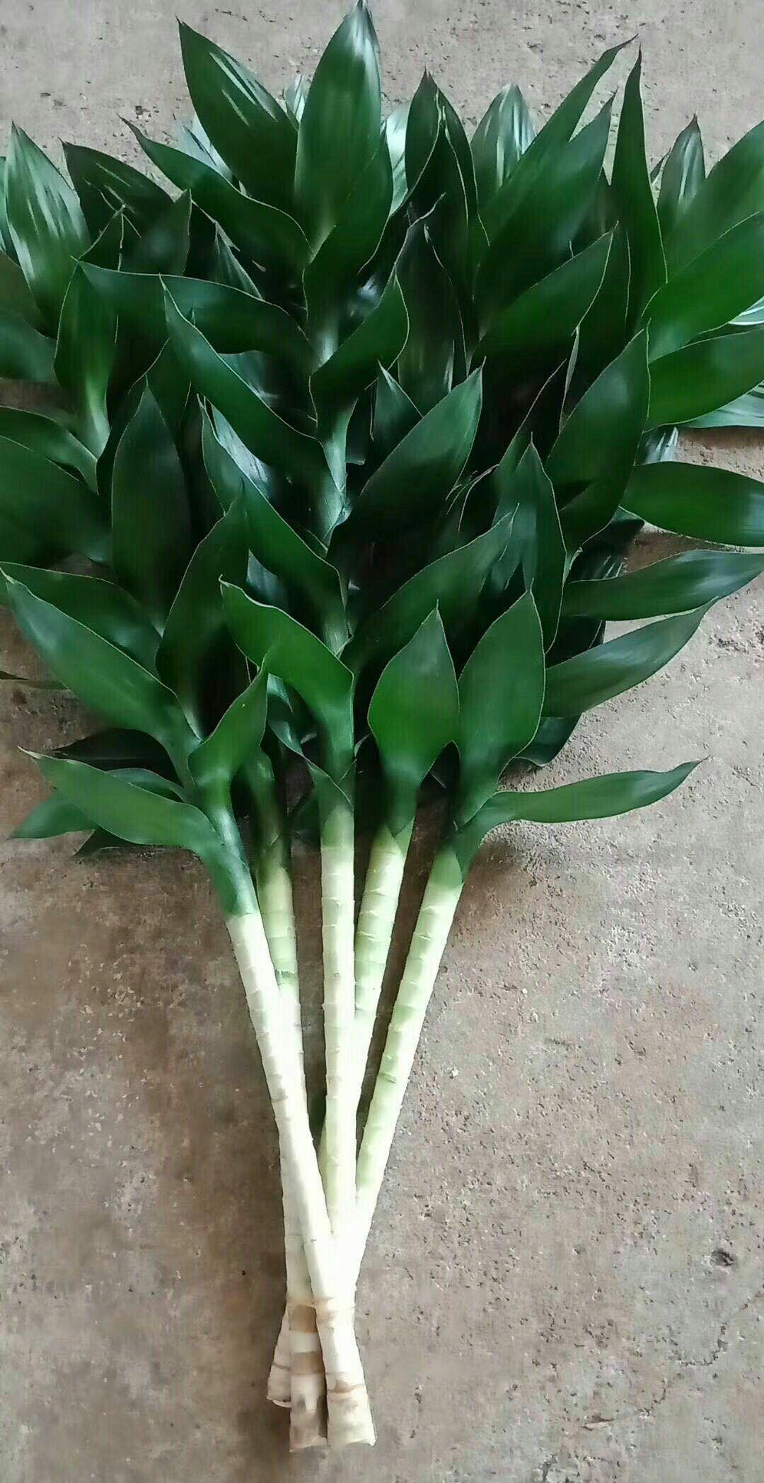  海南富贵竹种植基地一手货源批发～观音竹