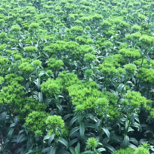 昆明木绣球 绿毛球  切花 鲜花