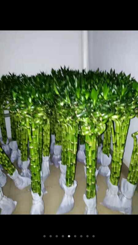 富贵竹 中金边