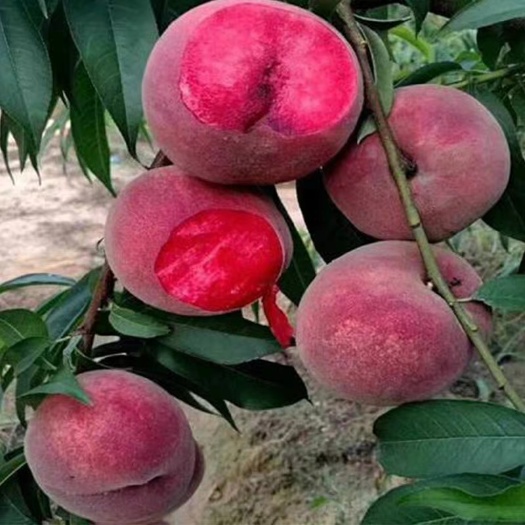 平邑县嫁接桃苗 正宗紫肉血桃树苗 南北方种植当年结果