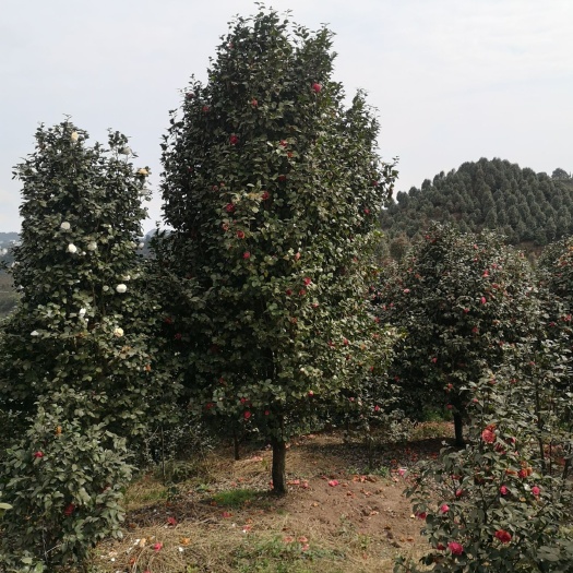 高县大红牡丹茶花基地批发，直销。