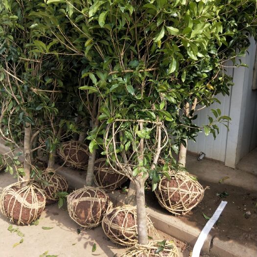 沭阳县金桂 出售各种规格的桂花，