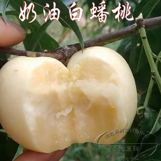平邑县 嫁接桃树苗，当年结果，包品种，包成活，自家基地直供。