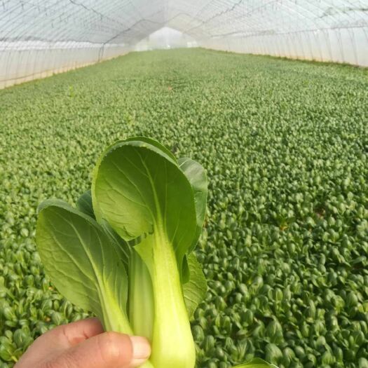 曹县小白菜  油菜货源充足