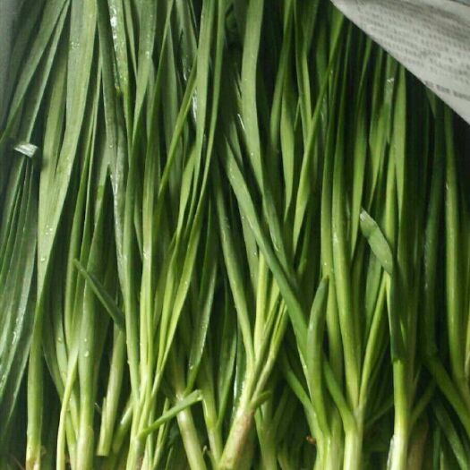 阳春市 791韭菜大叶韭菜种植基地 大棚内种植，分批种植 随时供应
