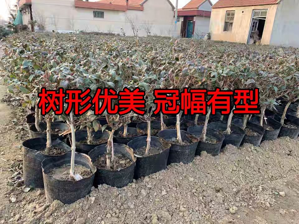  四季金银花树苗北花一号等品种金银花量大从优保成活