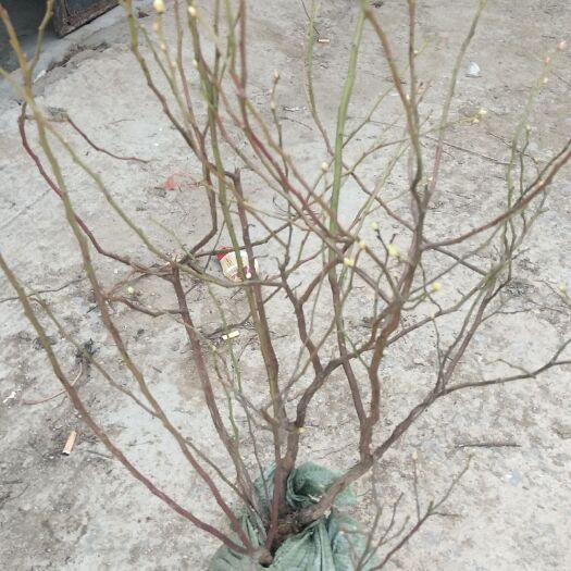 平邑县蓝丰蓝莓苗 蓝莓盆栽地栽苗，兔眼，来客西等30个品种多重规格现挖现发
