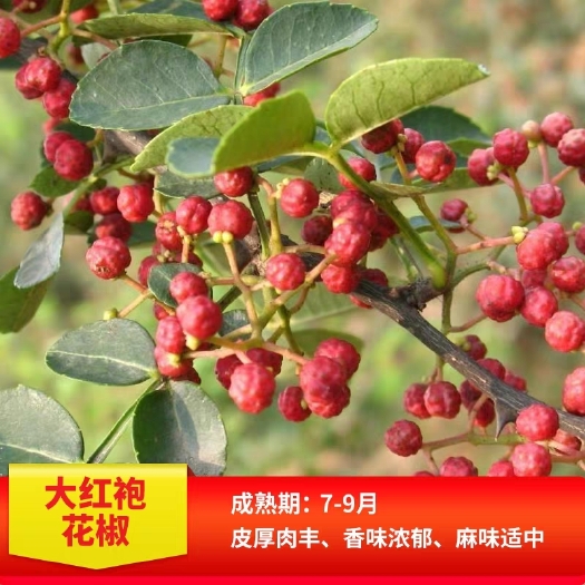 平邑县大红袍花椒苗 大红袍花椒树苗现挖现发适合南北方种植产量高，品质优包技术