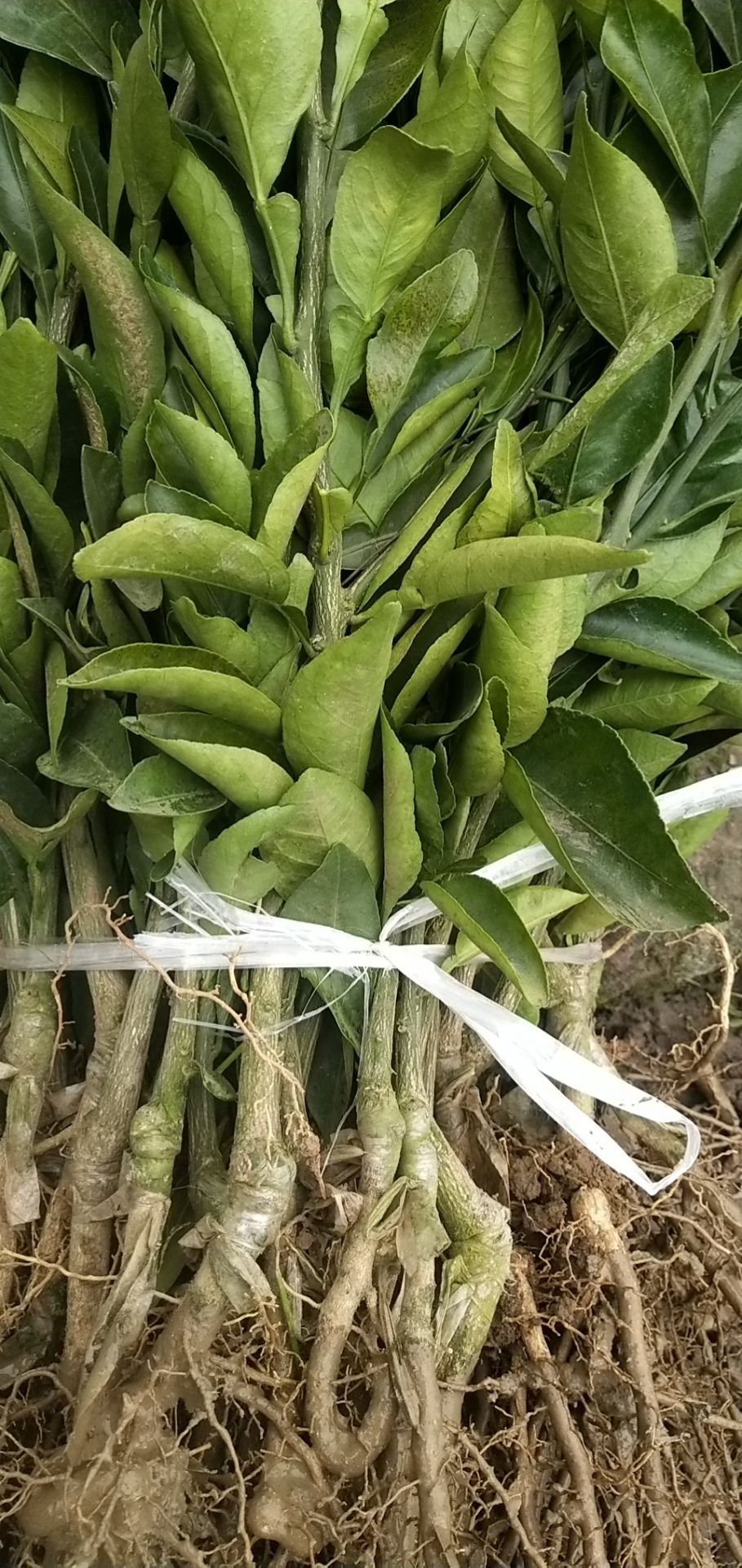 耙耙柑桔苗  柑桔苗 耙耙柑 春见苗