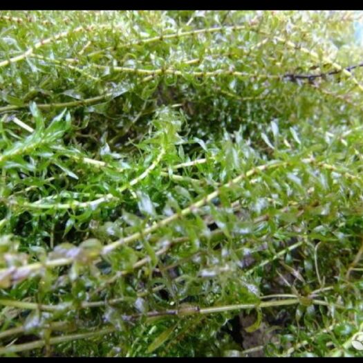 泗洪县 伊乐藻。螃蟹，龙虾大型水产养殖场水草，