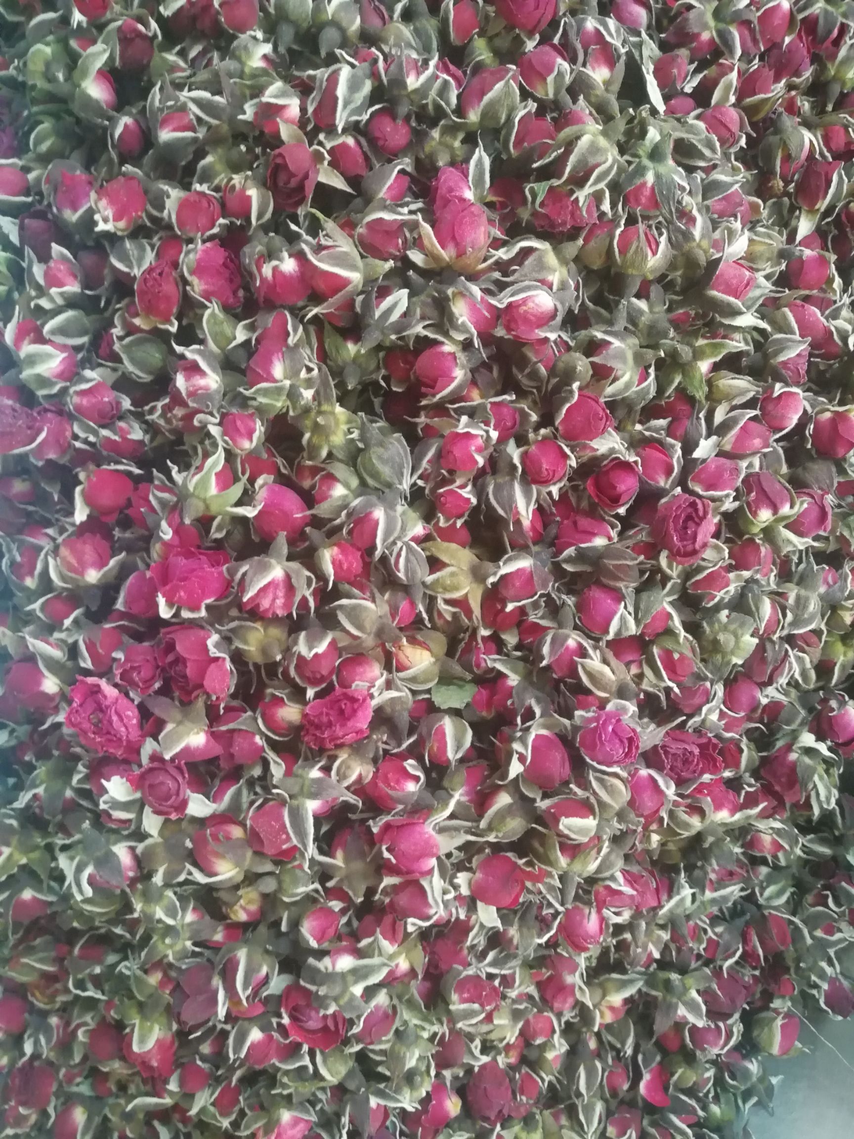  金边玖玫瑰价格便宜，35元到40元一斤