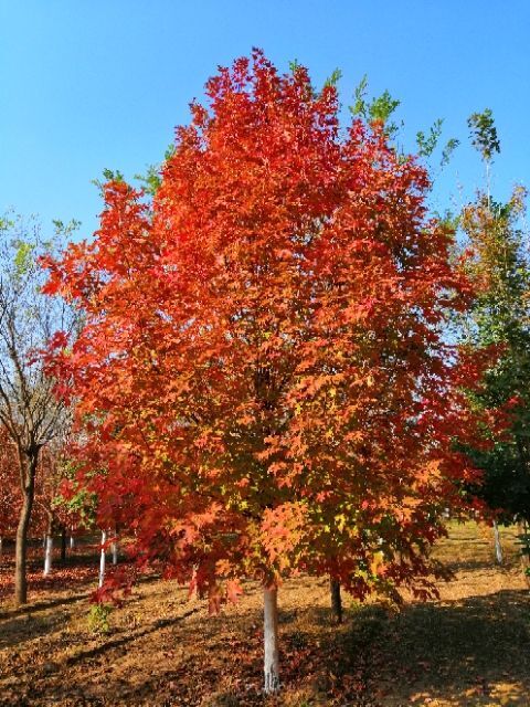 北京糖槭树苗 加拿大红枫