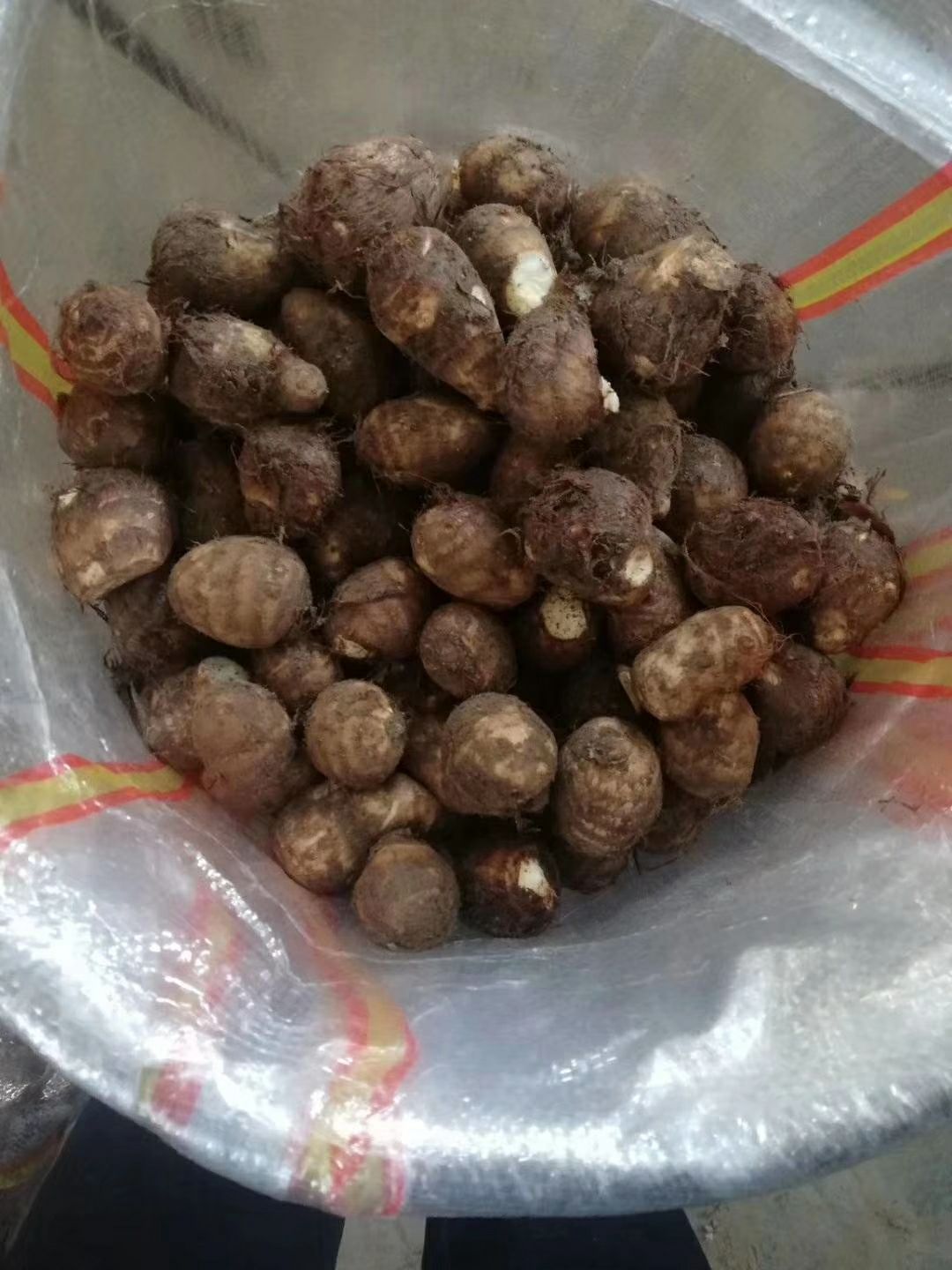 毛芋头 8520毛芋头分拣批发 货源充足 全国发货