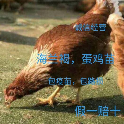 南宁 海兰褐鸡苗 多产蛋鸡苗包疫苗