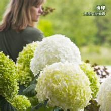 安娜贝拉  无尽夏 大花绣球  乔木绣球 蓝色海洋 巨无霸 鲜花