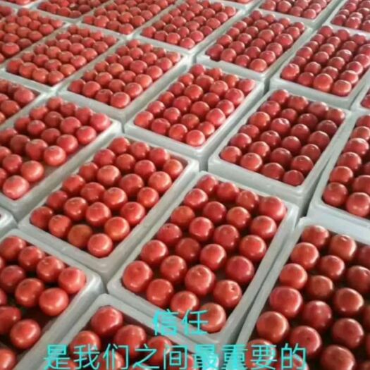 费县硬粉番茄 精品 硬粉 弧三以上 