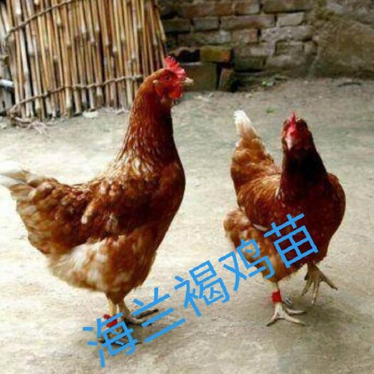 南宁 海兰褐鸡苗 多产蛋鸡苗包疫苗