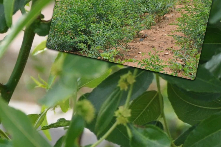  沾化冬枣树苗  龙须枣  和田枣 优质枣树苗基地直发