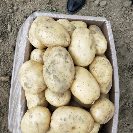 芒市 新土豆大量上市了，有需要采购的老板欢迎实地考察，也可代收，品
