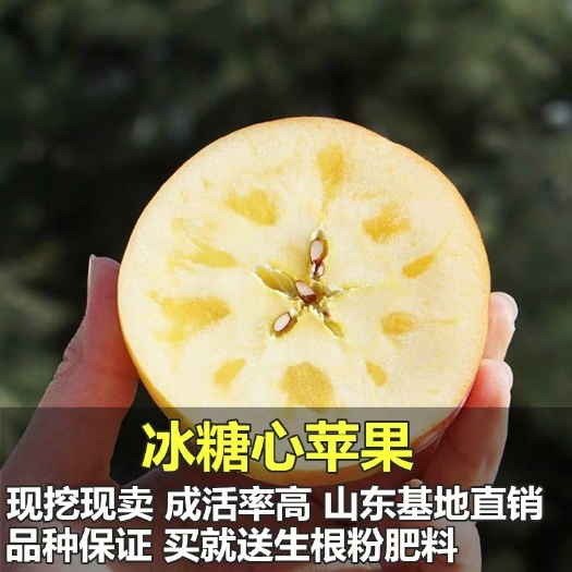 冰糖心苹果苗 当年结果苗，包品种，包成活，自家基地直供