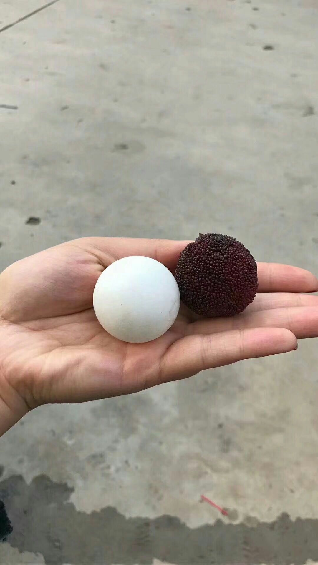 东魁杨梅树苗 东魁大杨梅果苗   2-3年苗