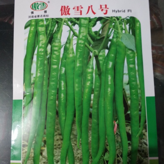 郑州线椒种子 傲雪八号果直味辣耐病毒能力强