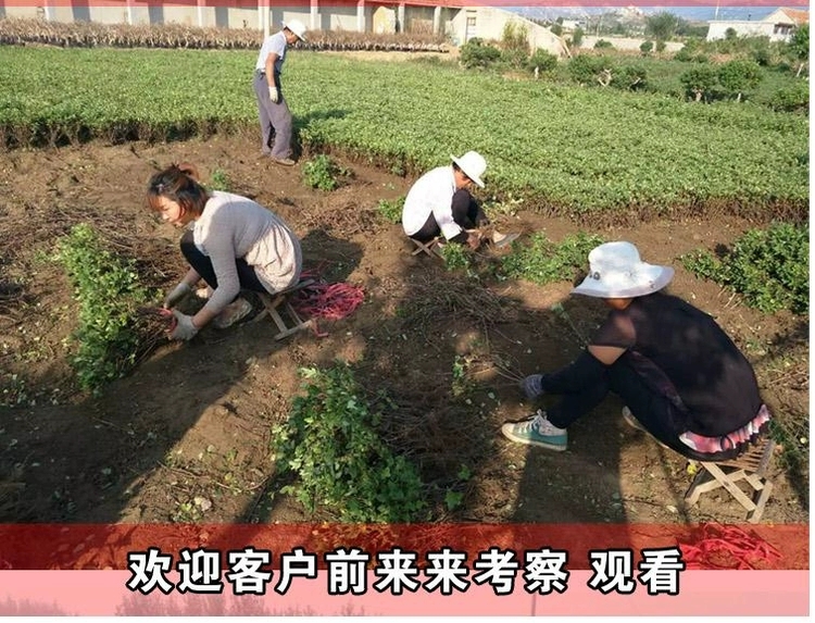  四季金银花树苗北花一号等品种金银花量大从优保成活