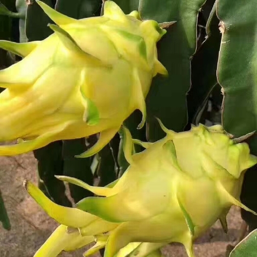 泰安 兴家园艺场苗木种植基地出售火龙果苗，质量好价格优。