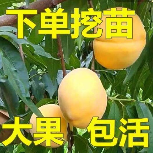 平邑县 黄桃树苗 黄金蜜1号 六月上旬成熟 早熟品种