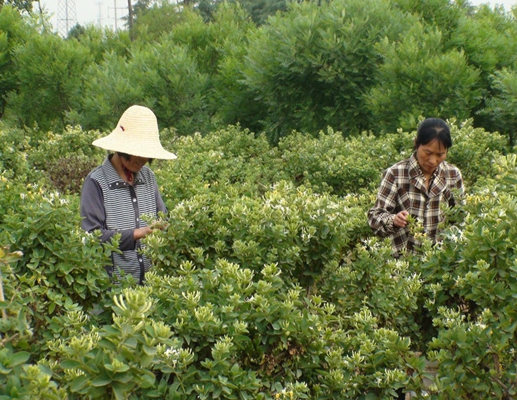  四季金银花树苗北花一号等品种金银花量大从优保成活