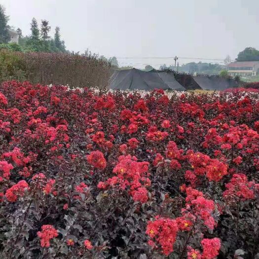 常州 紫叶紫薇小苗