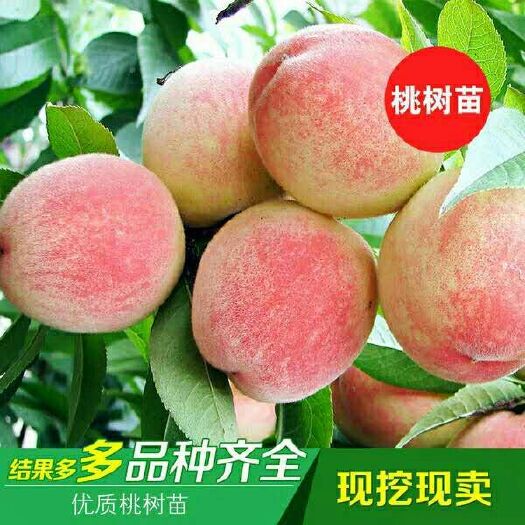 灵山县 嫁接桃树苗水蜜桃苗盆栽地栽庭院果树苗南方北方种植当年结果
